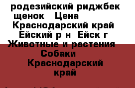 родезийский риджбек щенок › Цена ­ 30 000 - Краснодарский край, Ейский р-н, Ейск г. Животные и растения » Собаки   . Краснодарский край